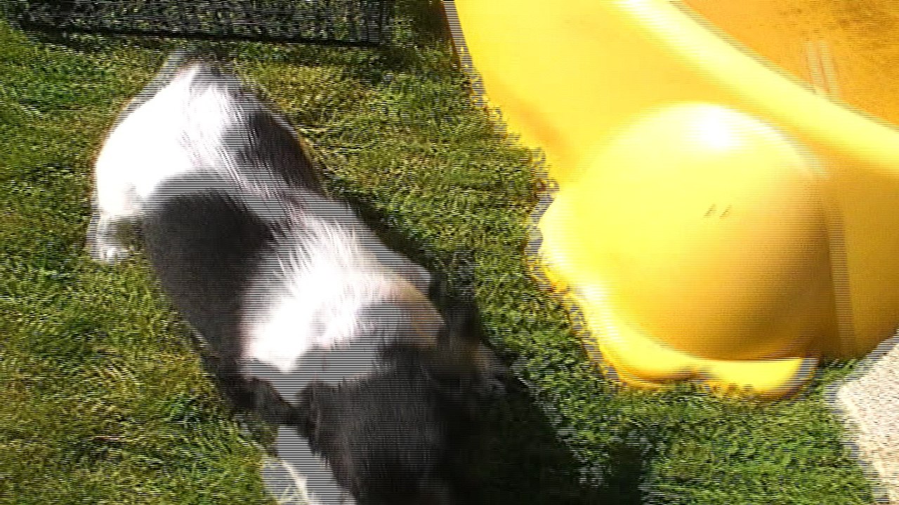 Mâle 3   Portée  Eskenn X Boy 2017 - 6 semaines