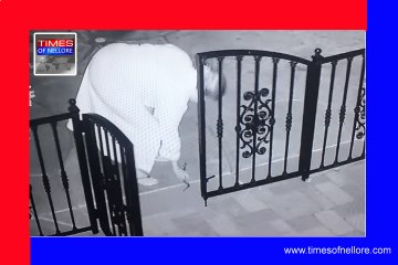 It's the dog toy, no! it's a rattlesnake!