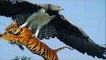 Eagle vs lion ►eagle attacks people kid lizard king cobra mongoose lion tiger