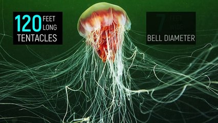 The Biggest Unknown Underwater Creatures On Earth