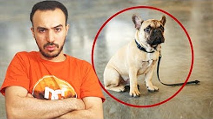 LE BLED'ART-LES CHIENS ABANDONNÉS !