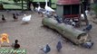Real Duck Chickens Goose Pigeon Swan in farm animals - Farm Animals video for