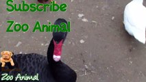 Real Duck Chickens Goose Pigeon Swan in farm animals - Farm Animals video for ki