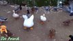 Real Duck Chickens Goose Pigeon Swan in farm animals - Farm Animals video for kids