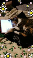 Our Kitty Loves MUSIC! 