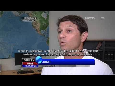 Dampak Pemanasan Global, Ribuan Singa Laut Terdampar di Pantai California - NET12