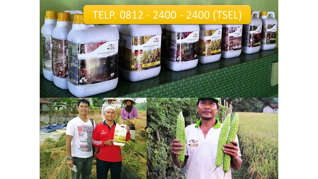 0812-2400-2400 (TSEL ),Obat Penggemuk Kambing