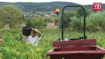 Coup de cœur pour un vin enchanteur des Terrasses du Larzac