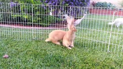 Ce chat adore ses copains lapins !
