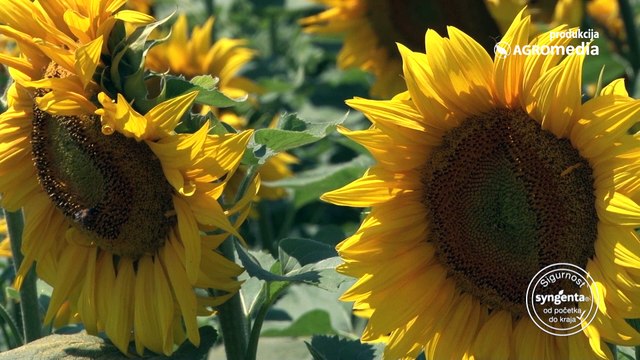 Kondi – hibrid suncokreta za još bolji prinos