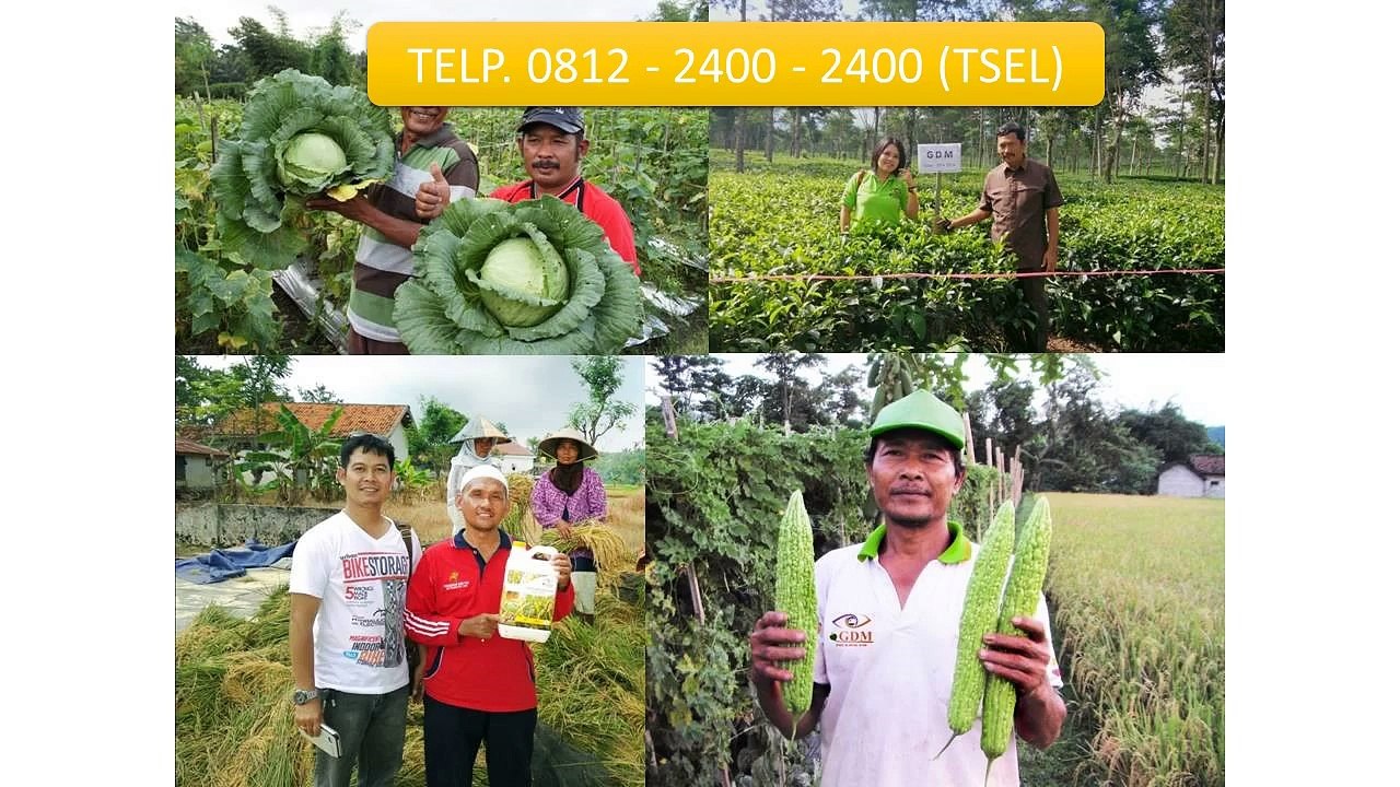 0812-2400-2400 (TSEL ),Obat untuk Ikan Patin