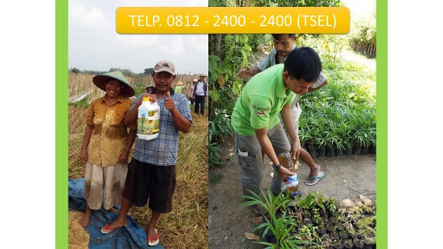 0812-2400-2400 (TSEL ),Obat untuk Gurame