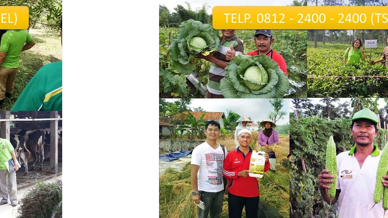 0812-2400-2400 (TSEL ),Obat untuk Nila