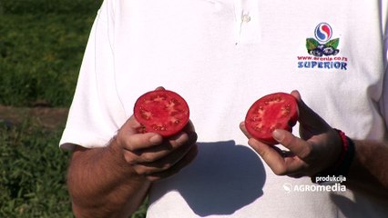 Roker – najbolja sorta paradajza za industrijsku preradu