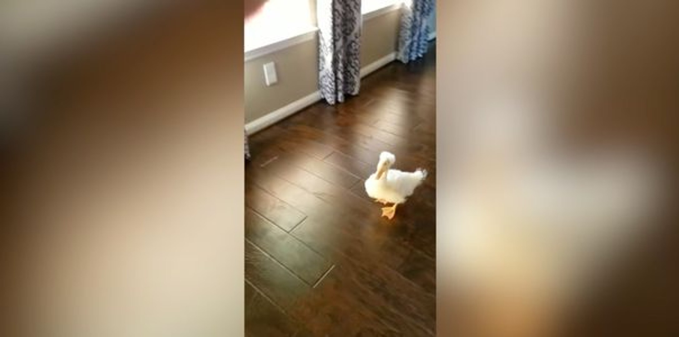 Ce Canard Est Vraiment Trop Mignon Video Dailymotion