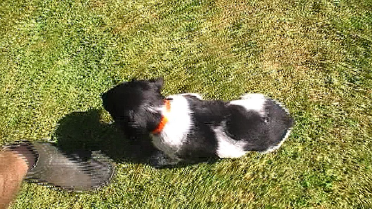 Mâle 2   Portée Eskenn X Boy 2017 - 6 semaines