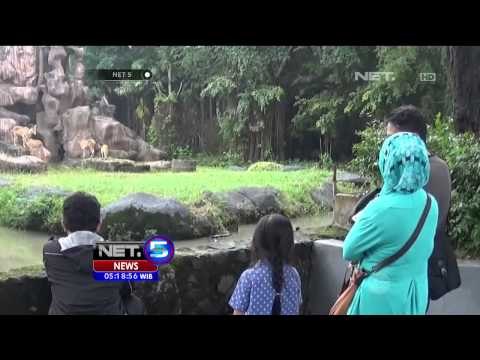 Dua Pekan 7 Kambing Gunung di Kebun Binatang Surabaya Mati - NET5