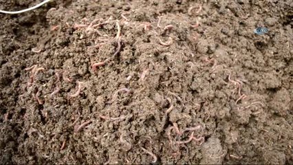 Deneme Amaçlı Başladı, Şimdi Çiftliği Var