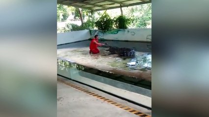 Repita: no meteré la cabeza en la boca de un cocodrilo