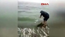 Ordu ‘da vatandaşlar kıyıya vuran yunusu kurtardı
