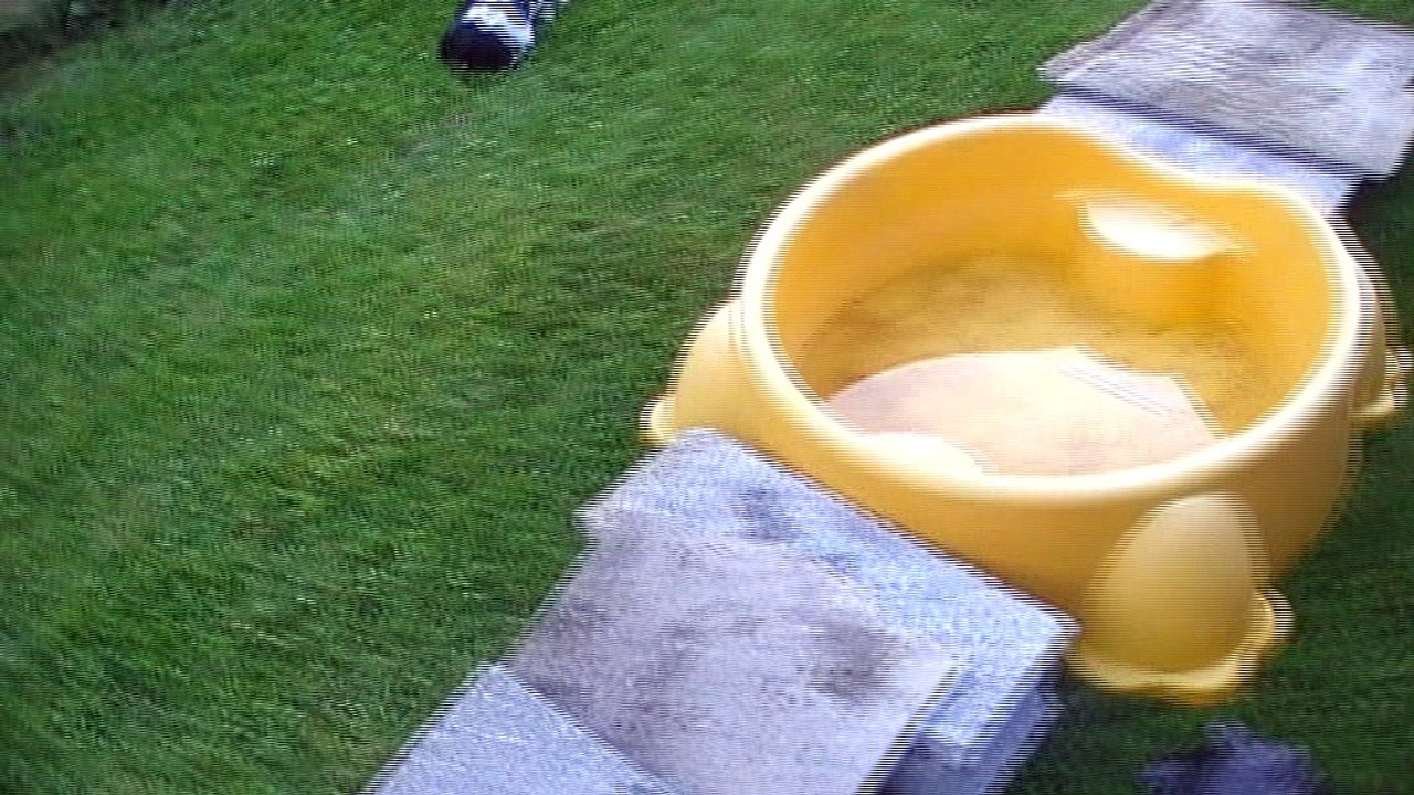 Mâle 1   Portée 2017   Eskenn X Boy - 6 semaines