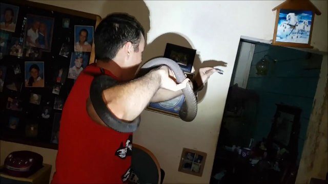 Il capture un énorme serpent Black Mamba dans un appartement !