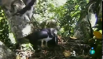 El águila come monos de Venezuela - Documentales 2017