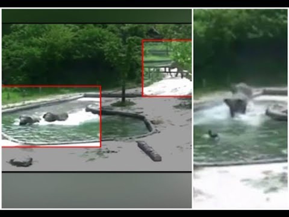 Drowning baby elephant rescued from zoo swimming pool Viral Video