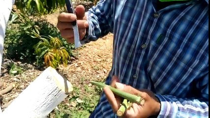 Kỹ thuật ghép xoài trên thân cây lớn