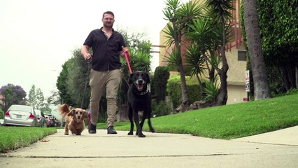 Medical marijuana's latest consumers - animals