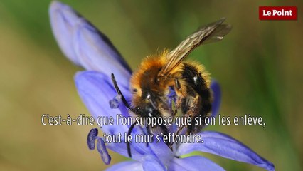 Le biomimétisme par Idriss Aberkane #20 : la protection des espèces