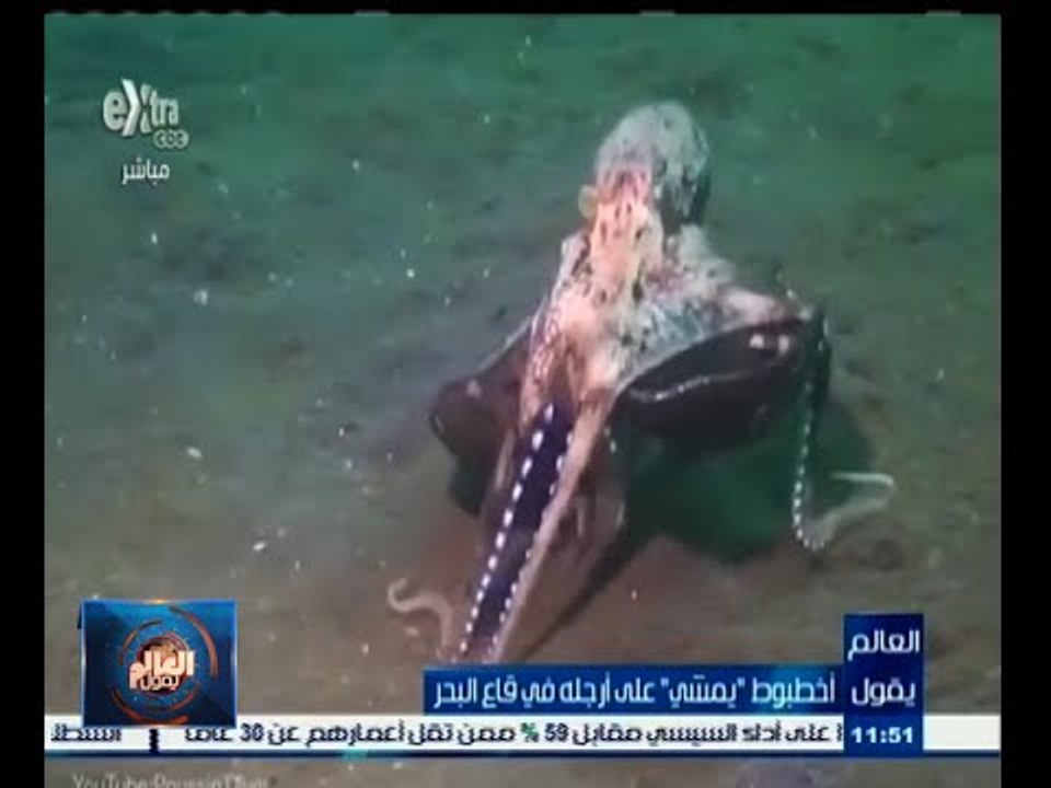 #العالم_يقول | أخطبوط يمشي على أرجله في قاع البحر