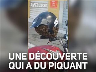 Des abeilles transforment un casque de moto en ruche