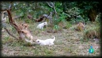 Leones Asesinos, Leonas Gemelas - Documentales 2017