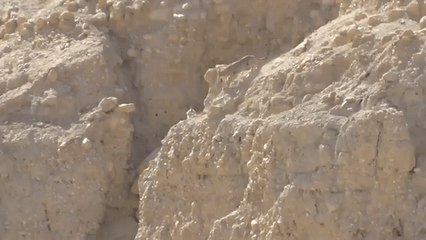 Wolf Hunts Down Goat in Dramatic Israeli Desert Chase