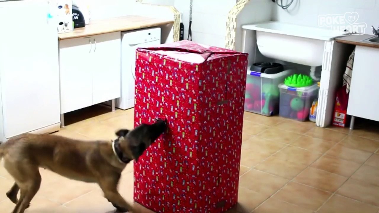 Holiday Surprises Video Compilation 2016