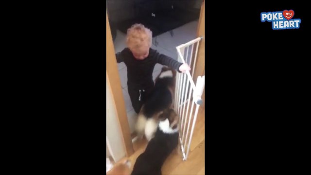 Sweet Little Boy Feeds Corgi Puppies - Daily Heart Beat