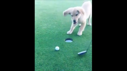 Ce jeune chien est tellement content quand il met la balle dans le trou