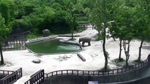 Ce bébé éléphant en train de se noyer va etre sauver par 2 autres éléphants