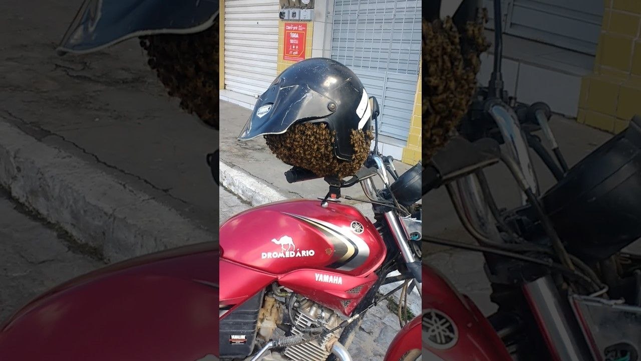Un essaim abeilles dans un casque de moto (Brésil)