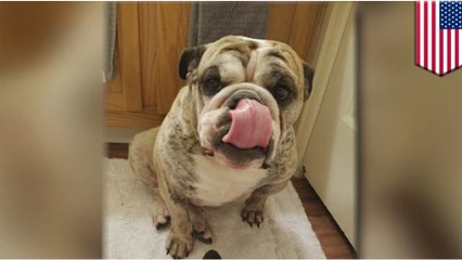 Family’s beloved pet bulldog drowns in pet resort pool