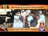 Kolar: Over 400 Cows In Varthur Dairy Farm Catch Brucellosis Disease