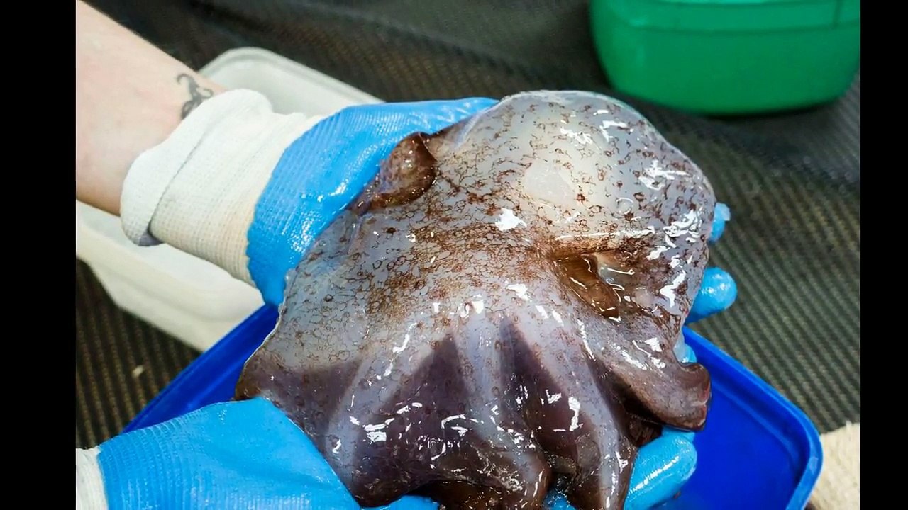 New horror species discovered in Australian abyss