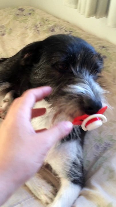 One Pacifier Loving Dog