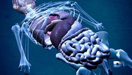 Bizarre ou quoi  [VF] - S01E03 - saison 1 - épisode 03 - (version internationale)