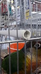 conure de molina  hypo élevée main tres jeune