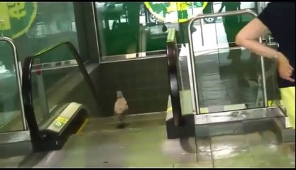 Pato descendo uma escada rolante, parece que está no ginásio