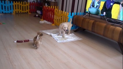 Enes Baturun Köpeği