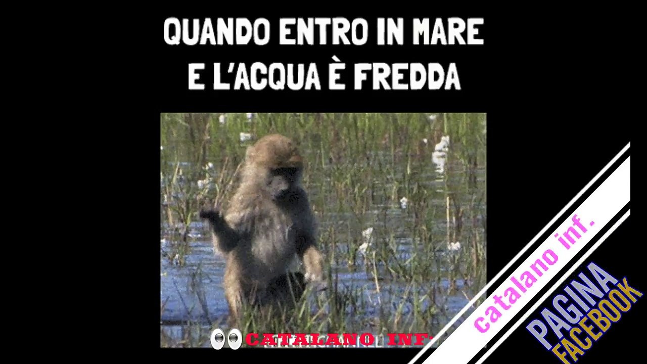MARE MARE