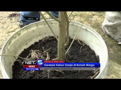 Polisi Riau Gerebek Kebun Ganja di Rumah Warga - NET5